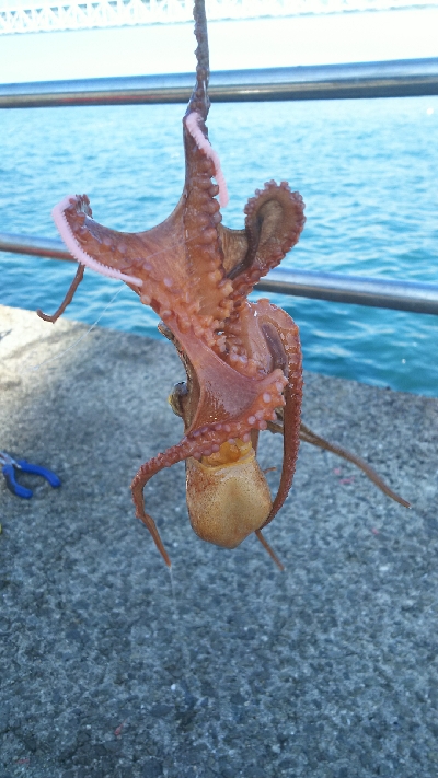 パワーイソメでタコ サンバソウ