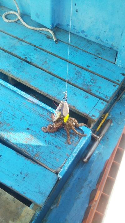 初めての船釣り