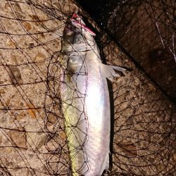 ケンサキからの・・・