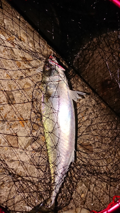 ケンサキからの・・・