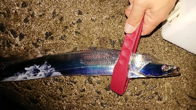 オールナイト釣行