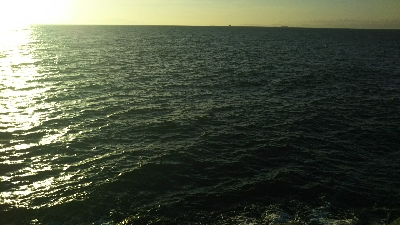 タチウオ調査！