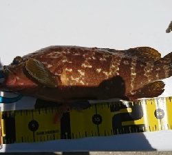 ロックフィッシュ&白キス釣行