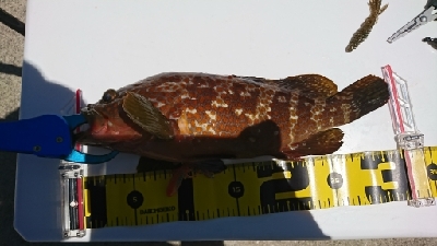 ロックフィッシュ&白キス釣行