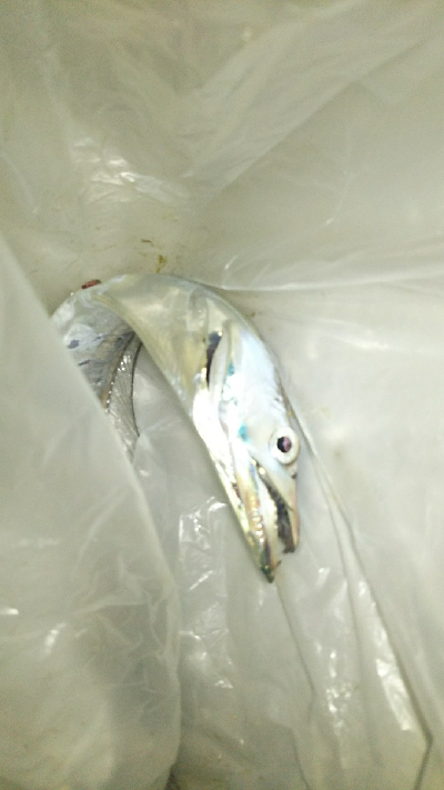 タチウオ貧果ながらリベンジ！