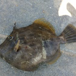 ウマヅラハギとガシラさん