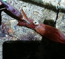 ケンサキは何処へ。