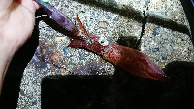 ケンサキは何処へ。