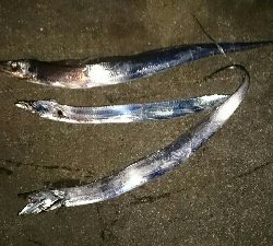 太刀魚釣り