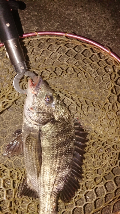 ベイトタックルでチニング