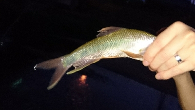 久々にハス(ケタバス)釣り