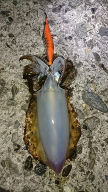 エギング釣行その24