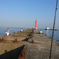 シイラを求めて!