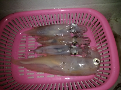 ラストスパート