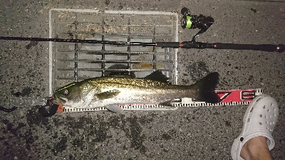 やっぱりドブ川最高♪