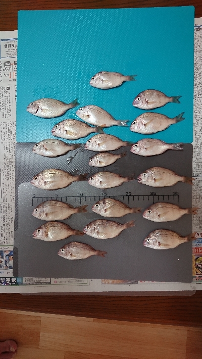 食品コンビナートで餌釣り