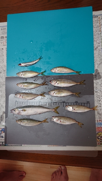 貝塚港でサビキ