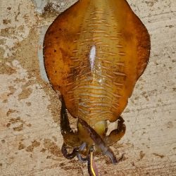 まだまだキロUP❗