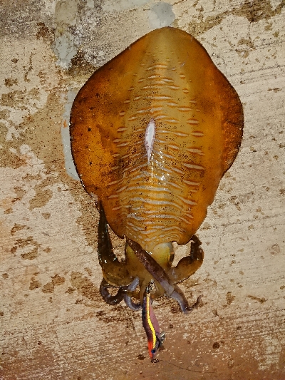 まだまだキロUP❗