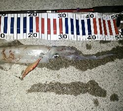 ケンサキエギング