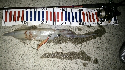 ケンサキエギング