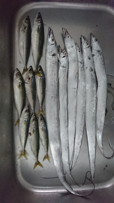 今年初太刀魚。