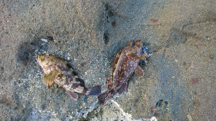 暑さにも負けず