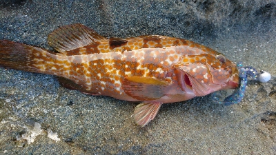 暑さにもまけず