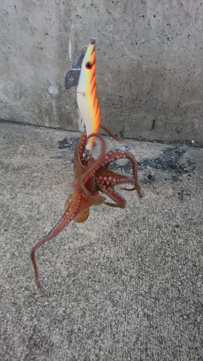 暑さにもまけず