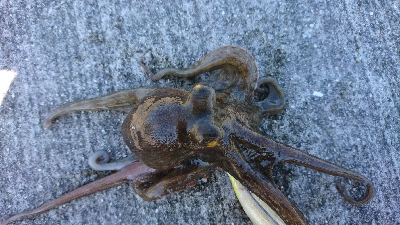 暑さにも負けず