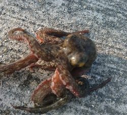 暑さにも負けず