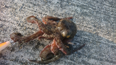 暑さにも負けず