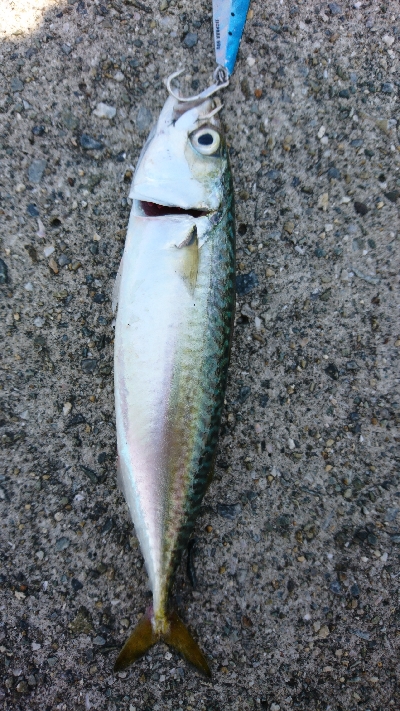 暑さにも負けず