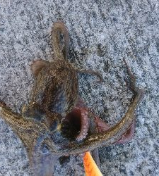 タコが食べたい