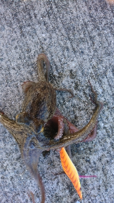 タコが食べたい