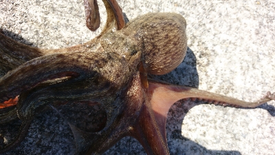 楽しいタコエギング