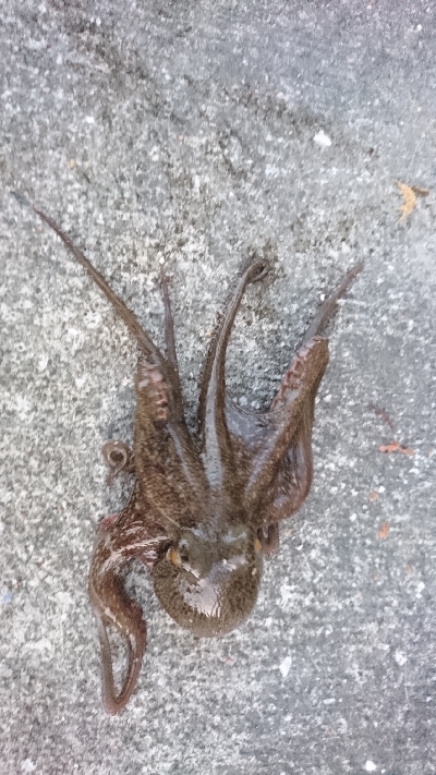 涼しくなりました