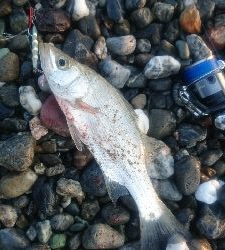 仁淀川河口サーフショアジギング