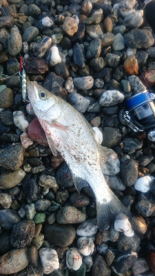 仁淀川河口サーフショアジギング