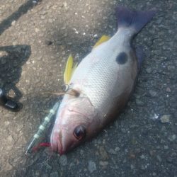 ライトショアジギング