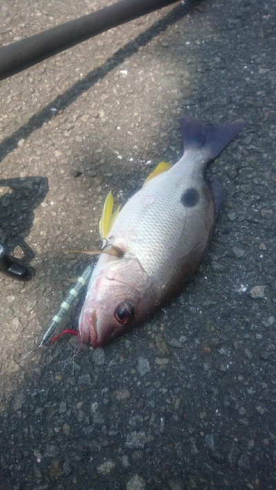 ライトショアジギング