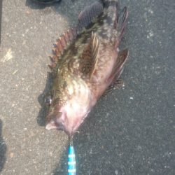 ライトショアジギング