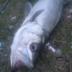 仁淀川河口シーバスゲーム