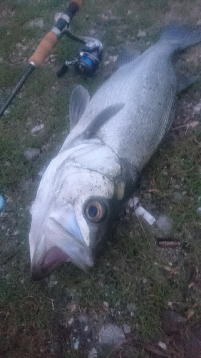 仁淀川河口シーバスゲーム