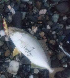 仁淀川河口周辺サーフ、ライトショアジギング