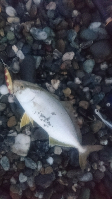 仁淀川河口周辺サーフ、ライトショアジギング