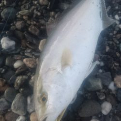 仁淀川河口周辺サーフライトショアジギング