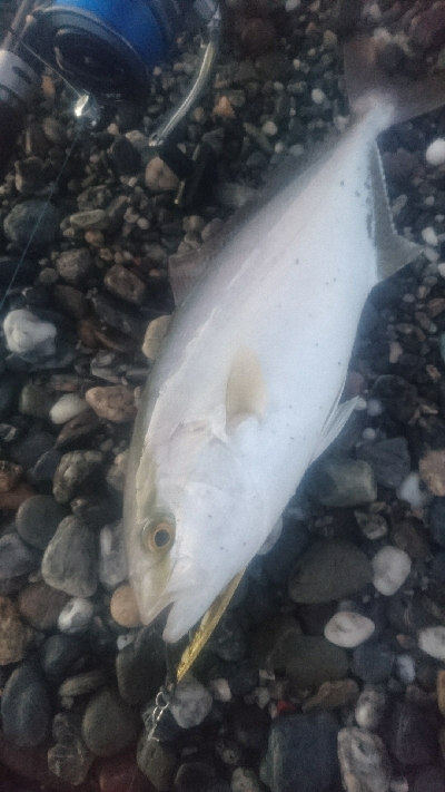 仁淀川河口周辺サーフライトショアジギング