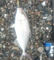 仁淀川河口周辺サーフライトショアジギング