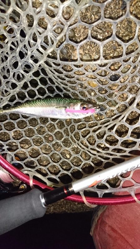 今日もサバゲー